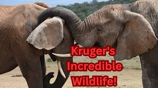 Wildlife of Kruger National Park South Africa  The Ultimate Virtual Safari  3 [upl. by Myrlene]