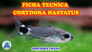 FICHA TECNICA CORYDORA HASTATUS [upl. by Janina]