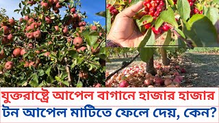 আমেরিকায় অ্যাপল বাগান কেমন হয় এবং চাষীরা হাজার হাজার টন অ্যাপল কেন নেয় না [upl. by Eirallih18]