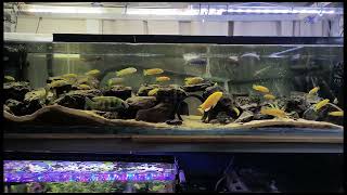 Sit Back And Relax The Depths Of Lake Malawi 😀 Lake Malawi African Cichlids [upl. by Anerok573]