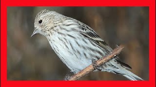 Pine Siskin Song Pine Siskin Call Pine Siskin Sound Pine Siskin Singing Pine Siskin Calling [upl. by Ynwat]