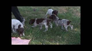 German Shorthaired Pointer Puppies for Sale [upl. by Ymmak]