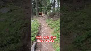 Kuh auf dem MTB Trail in Nauders mtb shorts downhillmtb funny kuh mtblife mtblove bikepark [upl. by Graaf340]