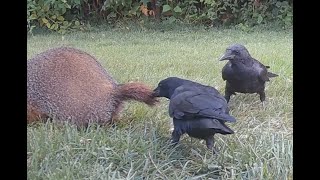 Crows peck at groundhog and pull its tail [upl. by Eneladgam722]