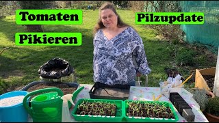 Tomaten pikieren und TomatensaatgutVerlosung [upl. by Anett]