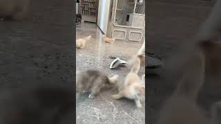 Funny kitten 😂😂😂 cat cutekitt cutecat cuteanimal catlover kittypets cutepet funny catvideos [upl. by Grishilde]