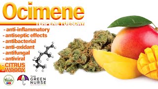 Terpene Tuesday on In The Weeds with The Green Nurse Sherri discussing Ocimene 292021 [upl. by Emie509]