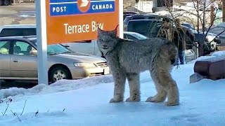 Lynx spotted at post office [upl. by Osnofledi]