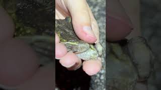 Finding My First Hurter’s Spadefoot of the Year [upl. by Janella301]