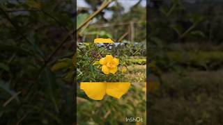 Allamanda Yellow Double Petal Creeper flowers kokannature shorts [upl. by Holladay883]