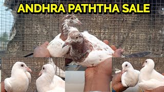 ANDHRA LALSIRA KALSIRA KALANKA PIGEON FOR SALE TODAY [upl. by Lennor]