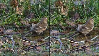 Redpoll  3d content  cross view [upl. by Amata]