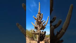 Saguaro with many arms [upl. by Merlina]