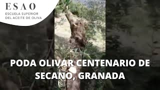 Poda de olivar centenario de secano en Puerto López Granada [upl. by Inail60]