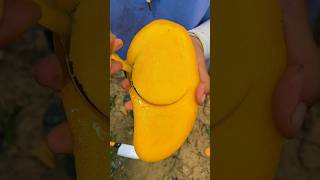 Mango fruits video 🥭🥭 Amazing Mango Fruits shorts mango youtubeshorts [upl. by Rape]