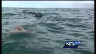 How dolphins protected a swimmer from a shark [upl. by Hanikehs208]