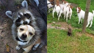 Cute and Funny Baby Raccoon Sounds  Animal Sounds [upl. by Jacobo390]