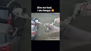 I am Hungry 🤤🤤 l shorts dog video funny [upl. by Caldera]