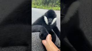 Cute Northern whitecheeked gibbon [upl. by Katharina]