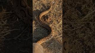 Russell’s viper kolak mandala Rescued and released by Snake Raghu snake snakerescue viper rescue [upl. by Bluh]