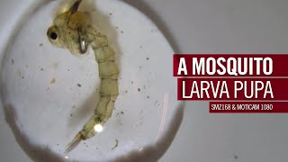 A mosquito larva pupa  by Motic Europe [upl. by Burnaby]