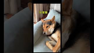 好像花一千八买了个教训 狗狗无语 小土狗 反骨小狗 它真的没把自己当狗 当代小狗的一天能有多忙 [upl. by Vivle516]