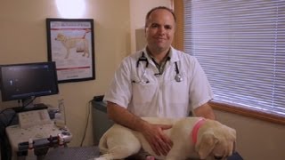 How to Treat a Dogs Blister  Pet Health [upl. by Milone]