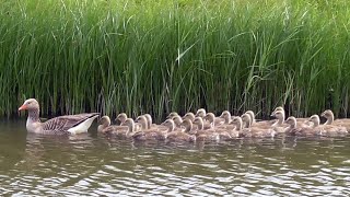 Greylag Goose Call Goslings and Bathing [upl. by Nytsud513]