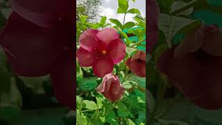 Allamanda blanchetii purple allamanda is a perennial flowering plant family Apocynaceae [upl. by Moth]