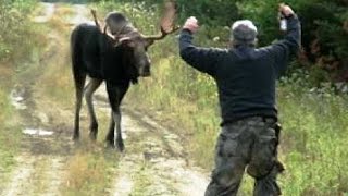 Moose and Marlin Attack Humans by Monetrio AnimalFightClub [upl. by Daggett993]