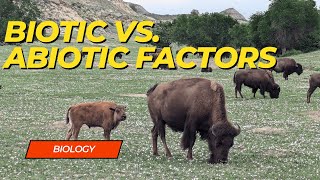 Biotic vs Abiotic Factors [upl. by Tremml]