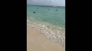 Divi All Inclusive Aruba Beach [upl. by Trebreh]