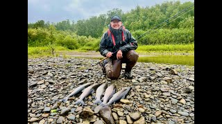 Rainbow King Lodge Fly Fishing Silver Salmon [upl. by Christal46]