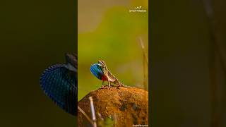 Vibrant Battles and Daring Displays The FanThroated Lizard’s Mating Season Saga wildlife [upl. by Annoel]