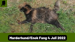 Marderhund Fang in KrefelderFuchsfalleFallenjagd 2022TrapperInfo [upl. by Lyrac999]