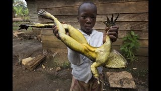 Top 10 Weirdest Frogs In The World [upl. by Amre]