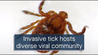 Genetic sequencing lends insight into viral pathogens hosted by an invasive tick [upl. by Llewkcor]