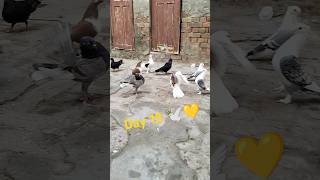 Day 15 🕊️💛tariqvlogs1k viralshots foryoupageシ pigeonlover fancypigeon [upl. by Popelka]