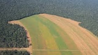 Urgent Warning Deforestation in the Amazon [upl. by See]