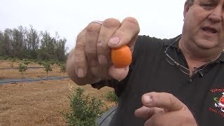 How to eat a kumquat [upl. by Reedy]