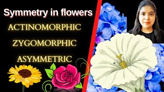 Type Of Flower Based On Symmetry Actinomorphic Flower  Zygomorphic Flower Asymmetric Flower [upl. by Larimer]