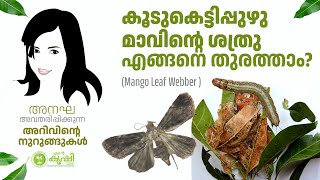 കൂടുകെട്ടിപ്പുഴുവില്‍നിന്ന് മാവിനെ രക്ഷിക്കണ്ടേ [upl. by Nyliram542]