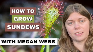 Sundews Drosera Growing Tips With Megan Webb [upl. by Aicile]