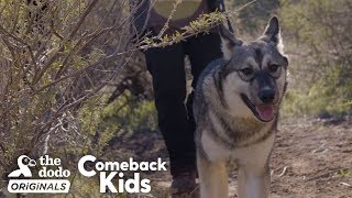 Baby Wolf Dog Bounces Back After Rough Start  The Dodo Comeback Kids  The Dodo Comeback Kids [upl. by Isaac]