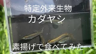 特定外来生物カダヤシを食べてみた《ガサガサ》 [upl. by Deloria]