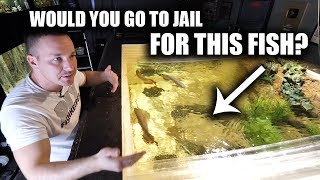 WHY THE WORLDS MOST EXPENSIVE AQUARIUM FISH IS ILLEGAL TO KEEP [upl. by Aerdna111]