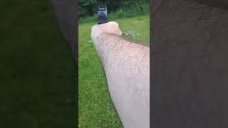 Hornady Critical Duty VS Metal Chairs gunculture 2alife airsoft pdp Shorts [upl. by Arah]