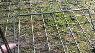 Combo Larsen Trap  wwwcorvidcontrolcouk [upl. by Adnema]