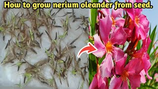 Grow Nerium oleander Plant from Seed at Home  How to Grow Kaner Plant Seed [upl. by Assilak129]