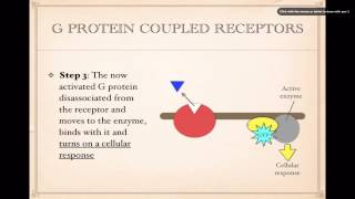 Cell SignalingG Protein Coupled Receptors [upl. by Havens]